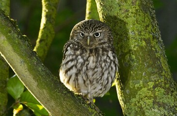 Fototapeta premium A Little Owl perched on a branch in a tree early morning.