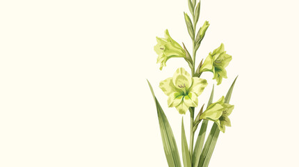 Fototapeta premium Vintage botanical illustration of a green gladiolus flower, antique floral vector art on a cream background, elegant garden plant print