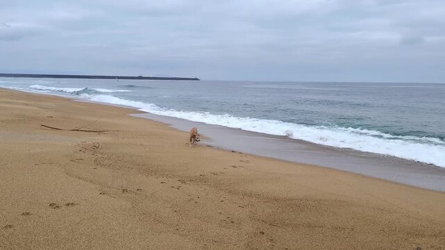 C&atilde;o a correr alegremente &agrave; beira-mar, chapinhando na espuma das ondas sobre a areia molhada da praia
