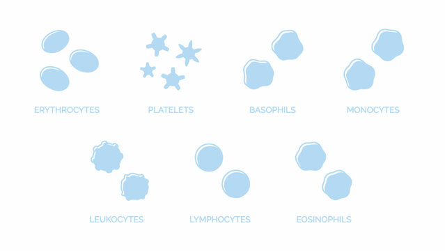 Human blood cells diagram vector icons collection