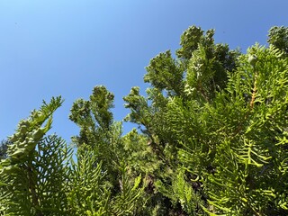 Fototapeta premium Young green seed cones growing on the dense branches of a Chinese thuja tree (Platycladus orientalis) reaching towards a clear blue sky on a bright, sunny summer day in a park.