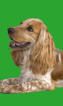 Spaniel on green screen