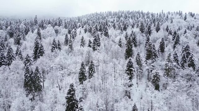 Drone Footage of Snow Covered Forest During Winter, Aerial View of Peaceful Natural Landscape