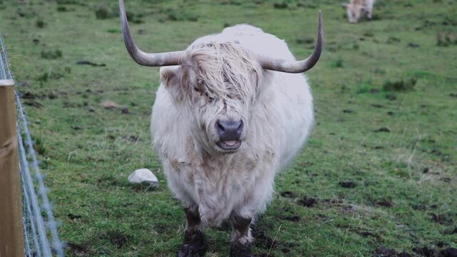 white highland cow fenced in chewing cud in scotland