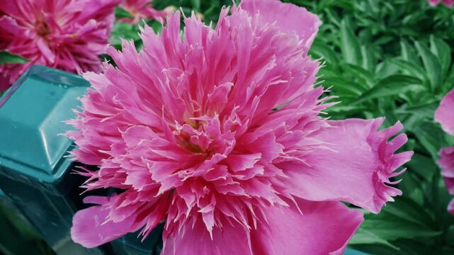 A detailed close-up shot of a unique pink peony featuring heavily serrated, fringed petals blooming at the Sui-Tang Site Botanical Garden in Luoyang, Henan, China.