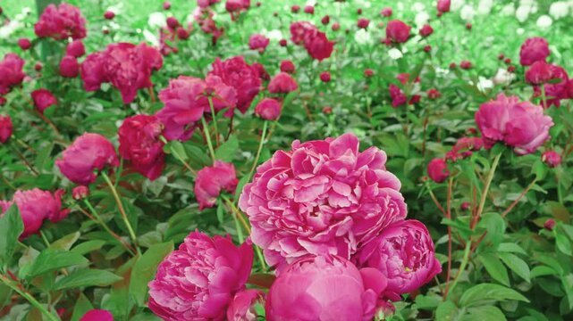 A slow panning shot moving across a dense field of red and pink herbaceous peony flowers in full bloom across a garden in the Sui-Tang Site Botanical Garden in Luoyang, China.