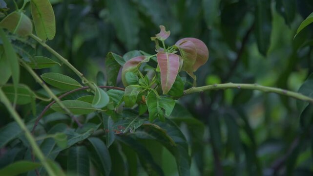 A close-up shot capturing a yellow wasp crawling across the vibrant green and reddish-brown young leaves of a mango tree branch, set against a soft, blurred natural foliage background.