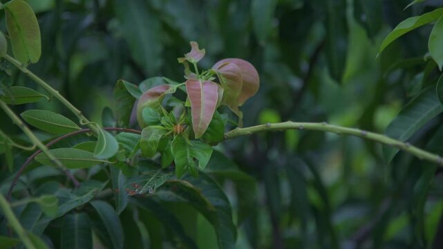 A close-up shot of a bright yellow hornet wasp resting and crawling along the vibrant green leaves and branches of a mango tree in a backyard garden.