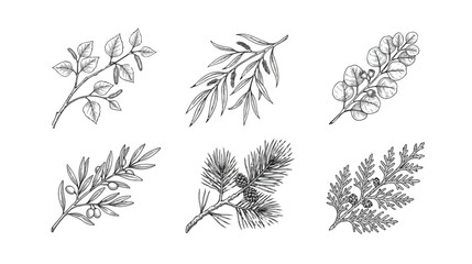 Fototapeta premium Hand Drawn Botanical Vector Set of Plant Branches, Leaves, and Berries Isolated