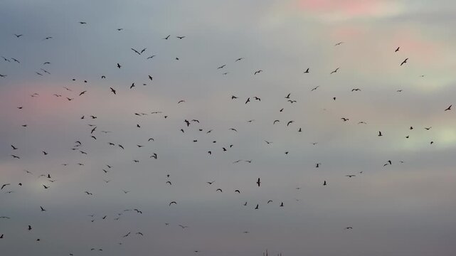 Flock of Birds in the Distance. A large number of birds circling in the background of the cloudy sky in sunset colors
