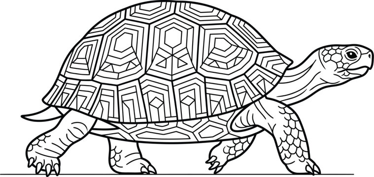 turtle