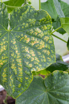 Close up view of a green cucumber leaf showing signs of downy mildew infection with yellow spots and necrotic tissue patterns in a garden setting