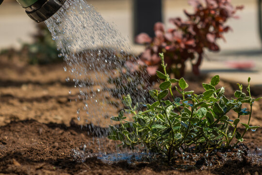 Irrigating young green plants with water from a garden hose. The soil surrounding the plants is brown and dry, while droplets of water create a sparkling effect as they fall.
