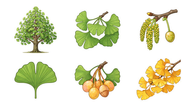 Detailed botanical illustration set featuring various stages of ginkgo biloba tree growth including full tree structure leaves flowers seeds and roots presented as a collection of isolated icons on tr