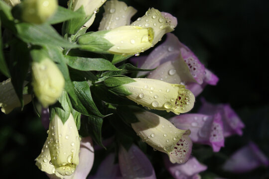 Foxglove. Foxglove after the rain: a spotted yellow-pink flower closeup in bright light, studded with sparkling droplets against the blurred, dark background of a summer garden. Flowers.