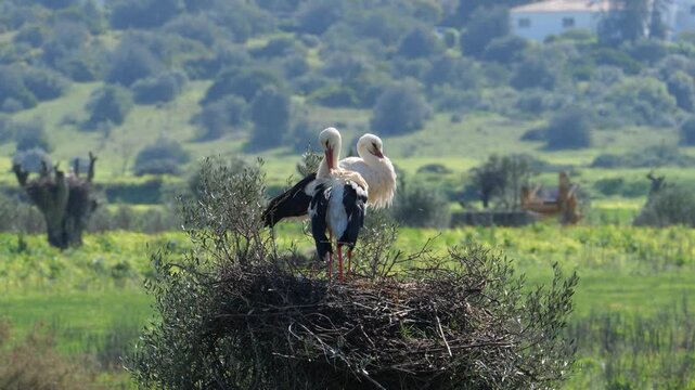 
Pair of White Storks Standing Together on Nest in Natural Habitat During Breeding Season Wildlife Scene