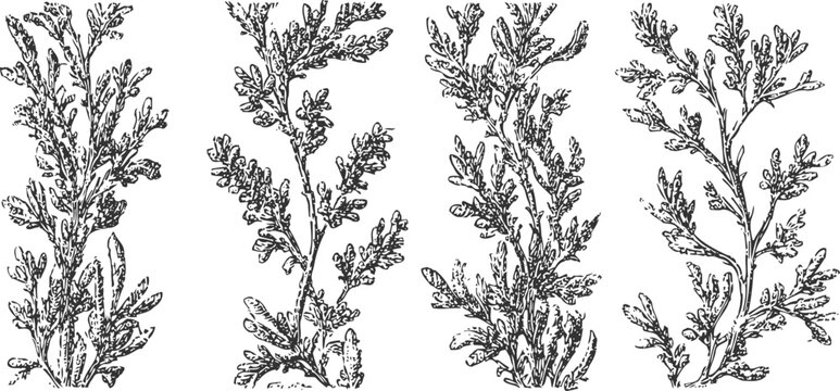 vintage botanical illustration of four seaweed algae specimens with detailed textures