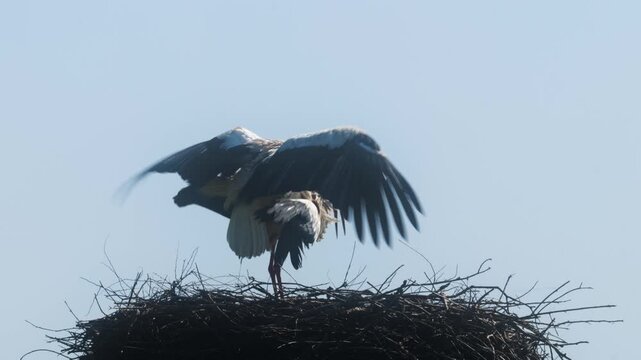 
White Storks Mating in Nest During Breeding Season, Intimate Wildlife Behavior in Natural Habitat
