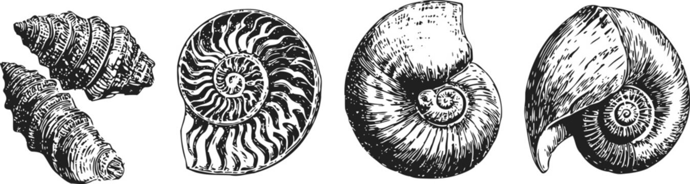 vintage engraving of fossil shells and ammonite sea creatures collection
