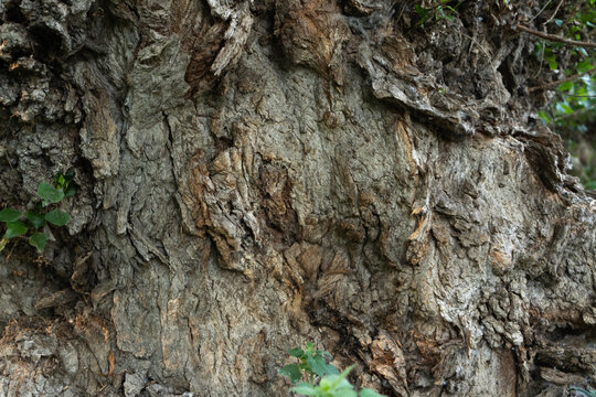Poplar tree bark texture fills full frame on an ancient rugged trunk