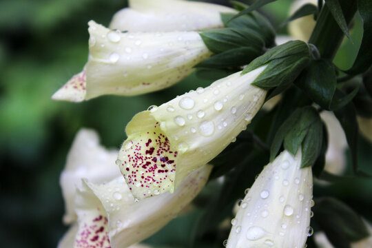 Foxglove. Foxglove after the rain: a spotted white flower closeup in bright light, studded with sparkling droplets against the blurred, dark background of a summer garden. Flowers.