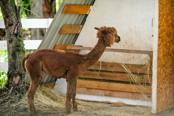 Fototapeta premium Brown alpaca portrait with shaggy fleece and soft blurred green background.
