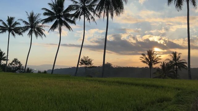 beautiful rural landscape with green rice fields and coconut palm trees rows at sunset