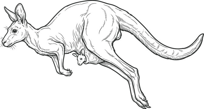 sketch of kangaroo