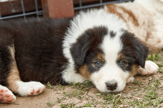  Sad Australian Shepherd puppy (Aussie dog) lies on the ground near a kennel. Close-up portrait of a tricolor pet looking at the camera. Emotional, tender mood for animal shelter ads or pet care 