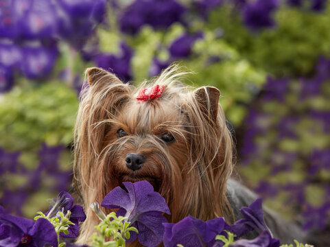 Cute Yorkshire Terrier (Yorkie) with a red bow looks through bright purple petunias in a summer garden. Colorful pet portrait in nature, great for spring greeting cards and pet care ads.