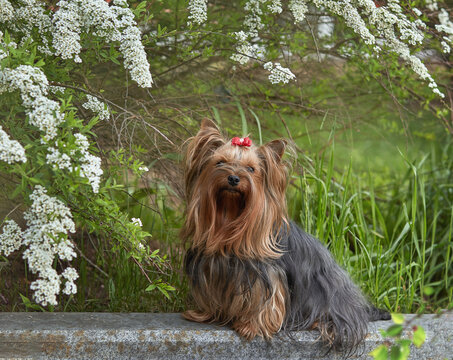 Yorkshire Terrier (Yorkie) with a red bow sits on a curb under blooming spirea branches surrounded by green foliage. Spring portrait in natural light&mdash;groomed coat and calm, elegant mood for grooming a