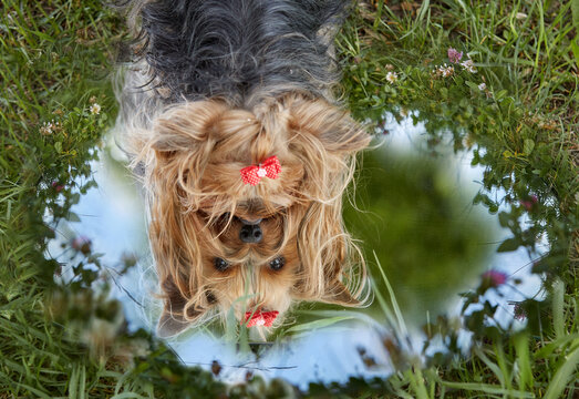  A curious Yorkshire Terrier (Yorkie) looks at its reflection in a round mirror lying on green grass. Conceptual creative pet portrait in nature, perfect for grooming ads and social campaigns.