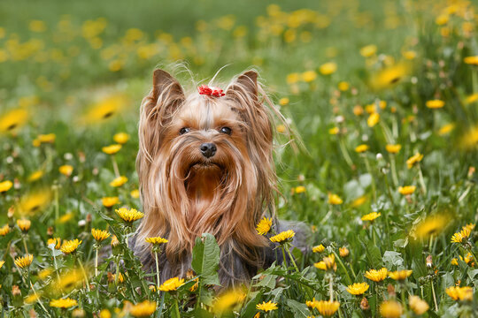 An adorable Yorkshire Terrier (Yorkie) with a red bow sits in a green field of blooming yellow dandelions. Cheerful spring pet portrait in nature, perfect for greeting cards and pet care ads