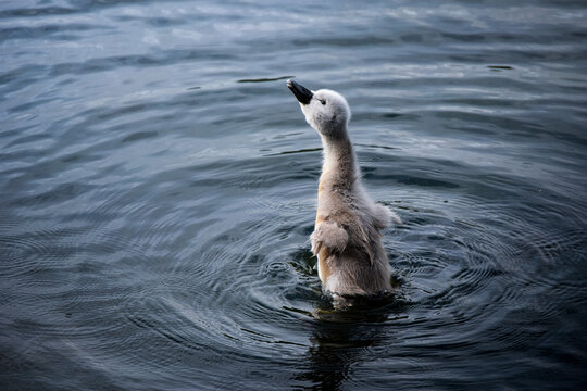 Cygnet in the water