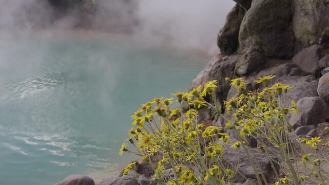 Beautiful wild yellow flowers gently swaying in a light breeze on a rocky cliff by a turquoise hot spring. The geothermal onsen pond emits thick white steam, Beppu jigoku Fukuoka in Japan