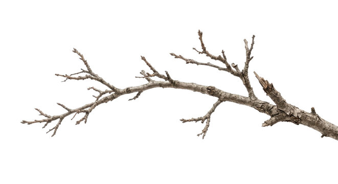 A bare tree branch extends against a white background.