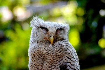 Fototapeta premium The barred owl is a nocturnal or crepuscular bird. It roosts alone or in pairs during the day and hides in trees.