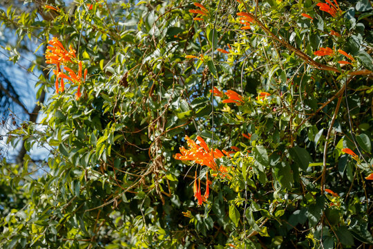 Flame vine pyrostegia venusta climbing plant with abundant orange flowers on fence