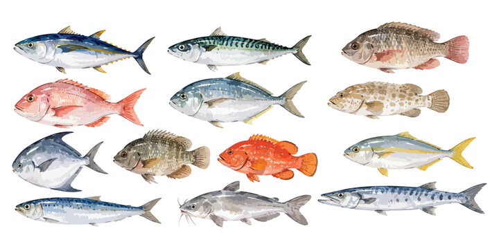 Watercolor fresh raw sea fishes seafood market illustration set