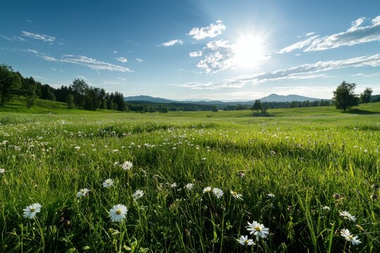 Green meadow with wildflower sunlit landscape blue sky distant hill fresh grass open field summer nature rural scene