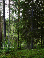 Obraz premium finnish forest suomalainen metsä in sunlight early summer in the north light peaking through the trees for sustainable ads etc in finland green forestry co2 carbon sink in finnish lapland next to lake
