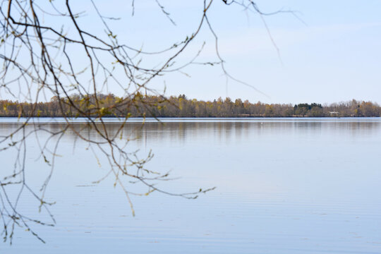 Calm lake with a smooth reflective surface framed by soft out‑of‑focus tree branches with young spring leaves in the foreground, and a distant forested shoreline under a clear sky