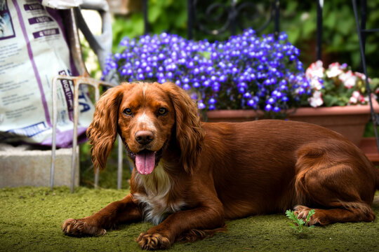 english cocker spaniel