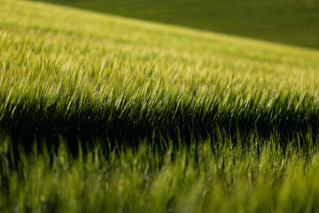 Obraz premium abstract background of green wheat