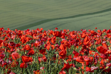 Fototapeta premium poppy field in Moravia Czech Republic