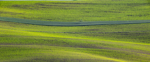 Fototapeta premium green fields, Moravia, Czech Republic, around the village Kyjov