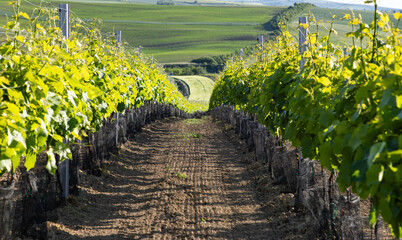 Fototapeta premium vineyards in spring in Moravia Czech Republic