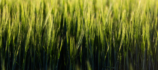 Obraz premium abstract background of green wheat