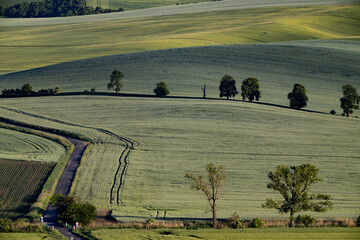 Fototapeta premium green fields, Moravia, Czech Republic, around the village Kyjov