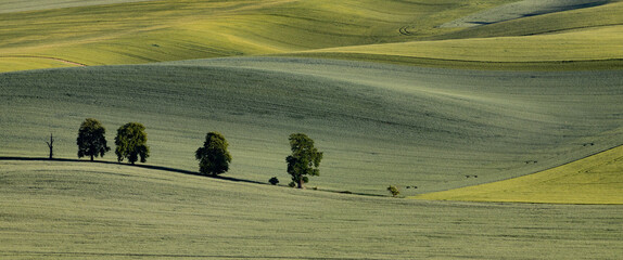 Fototapeta premium green fields, Moravia, Czech Republic, around the village Kyjov